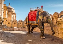 paseo en un elefante en un viaje a la india