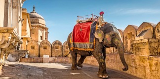 paseo en un elefante en un viaje a la india