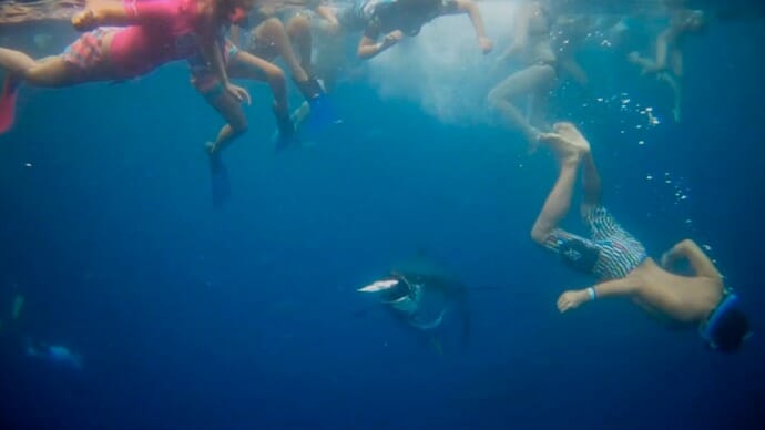 nadar entre atunes gigantes o tiburones