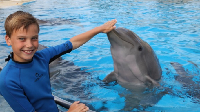 bucear o nadar con delfines en familia