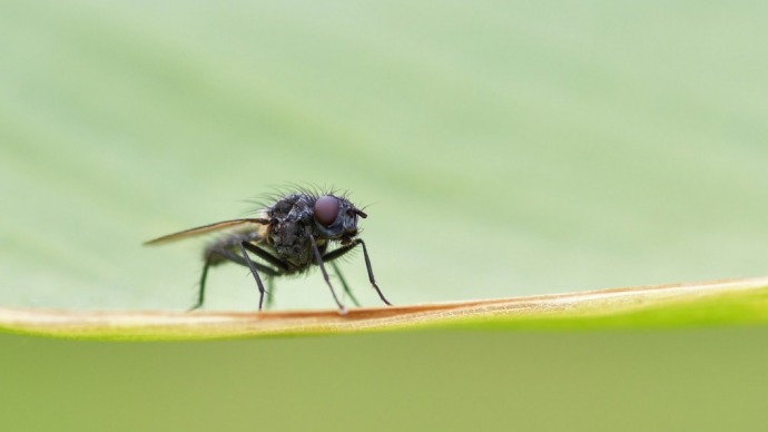 La mosca negra una de las plagas del verano