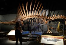 Dinosaurio Spinosaurus esqueleto Museu