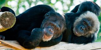 visitas chimpáticas